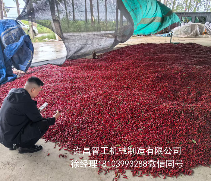 貴州客戶來(lái)廠試機(jī)電磁炒辣椒機(jī)器